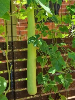 Cucuzza, New Guinea Bean, Cucuzza Squash Seeds
