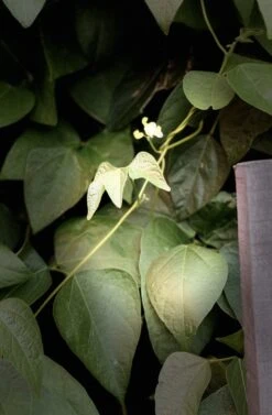 Organic Double Beans/ Tropical Lima Beans Seeds -Plant Shop D84B8FD5 3F1F 4152 8098 3523412807A8 scaled 1