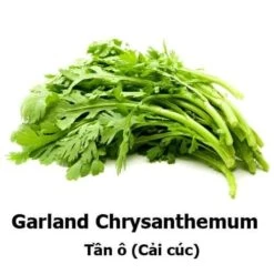 Crown Daisy / Garland Chrysanthemum / Cải Cúc / Tần ô Seeds