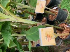 1 Dwarf Asian Sugar Banana Plant -Plant Shop DASB 1