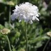 Scabiosa Pincushion Snowwhite Seeds -Plant Shop DB4EE757 F8E3 46FC A485 6D2B36102FF3