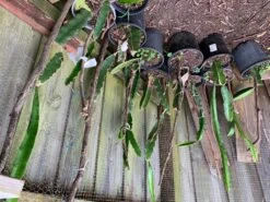 2 Yellow Skin White Flesh (YSWF) Dragon Fruit Plants -Plant Shop DF 4