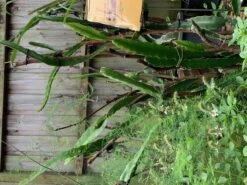 2 Red Skin Red Flesh (RSRF) Dragon Fruit Plant -Plant Shop DF 5 1