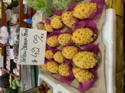 2 Yellow Skin White Flesh (YSWF) Dragon Fruit Plants