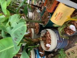 1 Dwarf Ladys Finger Banana (DLFB) Plant -Plant Shop DLFB 1