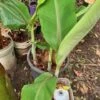 1 Dwarf Ladys Finger Banana (DLFB) Plant -Plant Shop DLFB2