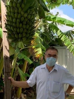 1 Dwarf Ladys Finger Banana (DLFB) Plant -Plant Shop DLFB3