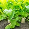 Daikon Radish Bulk 10g Packet Seeds -Plant Shop Daikon 1