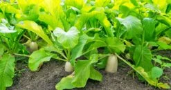 Daikon Radish Bulk 10g Packet Seeds