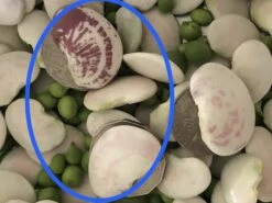 Organic Double Beans/ Tropical Lima Beans Seeds -Plant Shop E25A3D8A 02E5 4C82 9765 87BE267C4DC7