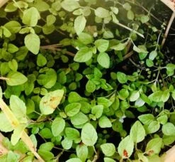 Organic Basil- Krishna Tulsi Seeds