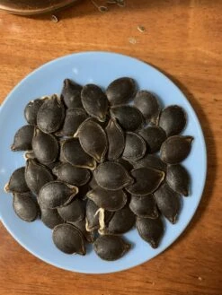 Shark Fin Melon/ Bí Vi Cá Seeds
