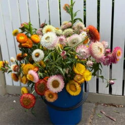 Xerochrysum Bracteatum (Mixed Colour) Everlasting Paper Daisy (5g Bulk) Seeds -Plant Shop EFB46C31 D7D7 4A45 A9D8 D4877954A7C4