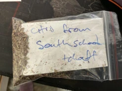 Eucalyptus Citriodora – Lemon Scented Gum, Salmon Trunk Seeds -Plant Shop Eucalyptus citriodora seed the good one re bagged 2022a