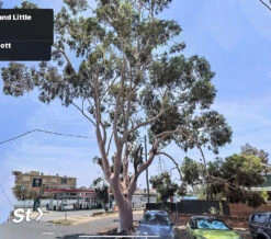 Eucalyptus Citriodora – Lemon Scented Gum, Salmon Trunk Seeds -Plant Shop Eucalyptus citriodoras at Gunnedah NSW 2022
