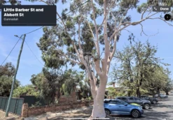 Eucalyptus Citriodora – Lemon Scented Gum, Salmon Trunk Seeds -Plant Shop Eucalyptus citriodoras at Gunnedah NSW 2022a 1
