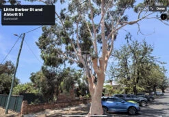 Eucalyptus Citriodora – Lemon Scented Gum, Salmon Trunk Seeds