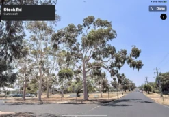 Eucalyptus Citriodora – Lemon Scented Gum, Salmon Trunk Seeds -Plant Shop Eucalyptus citriodoras at Gunnedah NSW 2022a 2