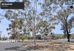 Eucalyptus Citriodora – Lemon Scented Gum, Salmon Trunk Seeds -Plant Shop Eucalyptus citriodoras at Gunnedah NSW 2022a 3