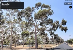 Eucalyptus Citriodora – Lemon Scented Gum, Salmon Trunk Seeds -Plant Shop Eucalyptus citriodoras at Gunnedah NSW 2022a 4