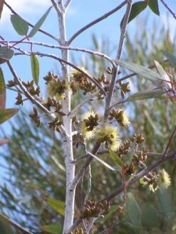 Eucalyptus Desmondensis – Desmond’s Mallee Seeds -Plant Shop Eucalyptus desmondensis Desmonds Mallee 1