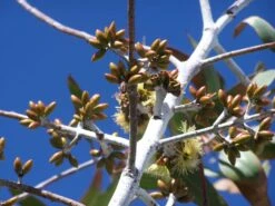 Eucalyptus Desmondensis – Desmond’s Mallee Seeds -Plant Shop Eucalyptus desmondensis Desmonds Mallee