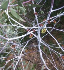 Eucalyptus Desmondensis – Desmond’s Mallee Seeds