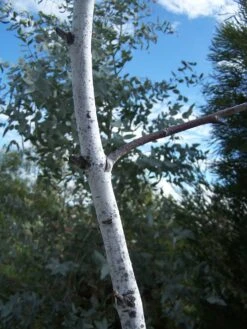Eucalyptus Desmondensis – Desmond’s Mallee Seeds -Plant Shop Eucalyptus desmondensis Desmonds Mallee 4