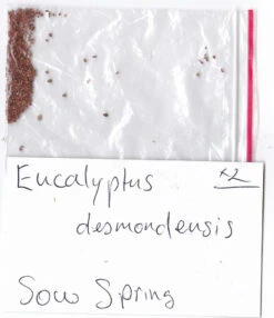 Eucalyptus Desmondensis – Desmond’s Mallee Seeds -Plant Shop Eucalyptus desmondensis Desmonds Mallee SEED