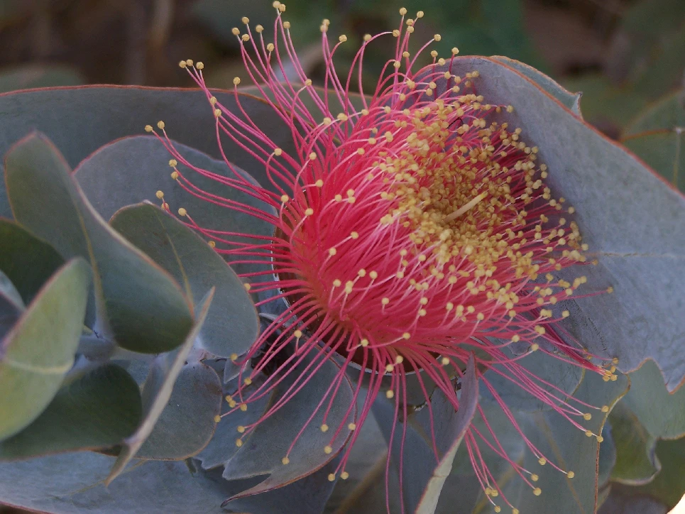 Eucalyptus Macrocarpa – Rose Of The West Seeds 4 Eucalyptus Macrocarpa – Rose Of The West Seeds - Image 2