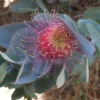 Eucalyptus Macrocarpa – Rose Of The West Seeds -Plant Shop Eucalyptus macrocarpa – Rose of the West 2