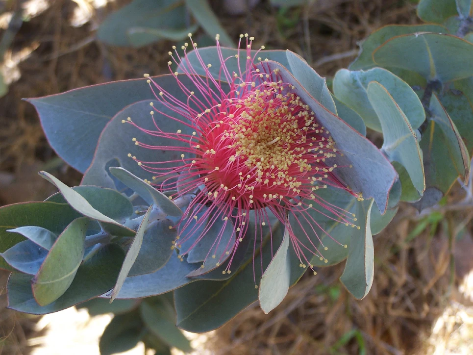 Eucalyptus Macrocarpa – Rose Of The West Seeds 3 Eucalyptus Macrocarpa – Rose Of The West Seeds