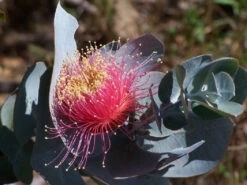 Eucalyptus Macrocarpa – Rose Of The West Seeds 12 Eucalyptus Macrocarpa – Rose Of The West Seeds -Plant Shop Eucalyptus macrocarpa – Rose of the West