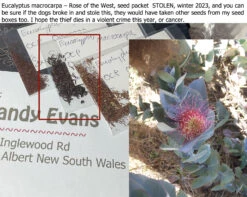 Eucalyptus Macrocarpa – Rose Of The West Seeds 16 Eucalyptus Macrocarpa – Rose Of The West Seeds -Plant Shop Eucalyptus macrocarpa – Rose of the West seed packet STOLEN 2023
