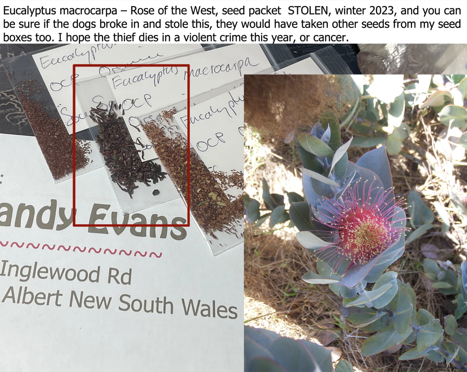 Eucalyptus Macrocarpa – Rose Of The West Seeds 9 Eucalyptus Macrocarpa – Rose Of The West Seeds - Image 7