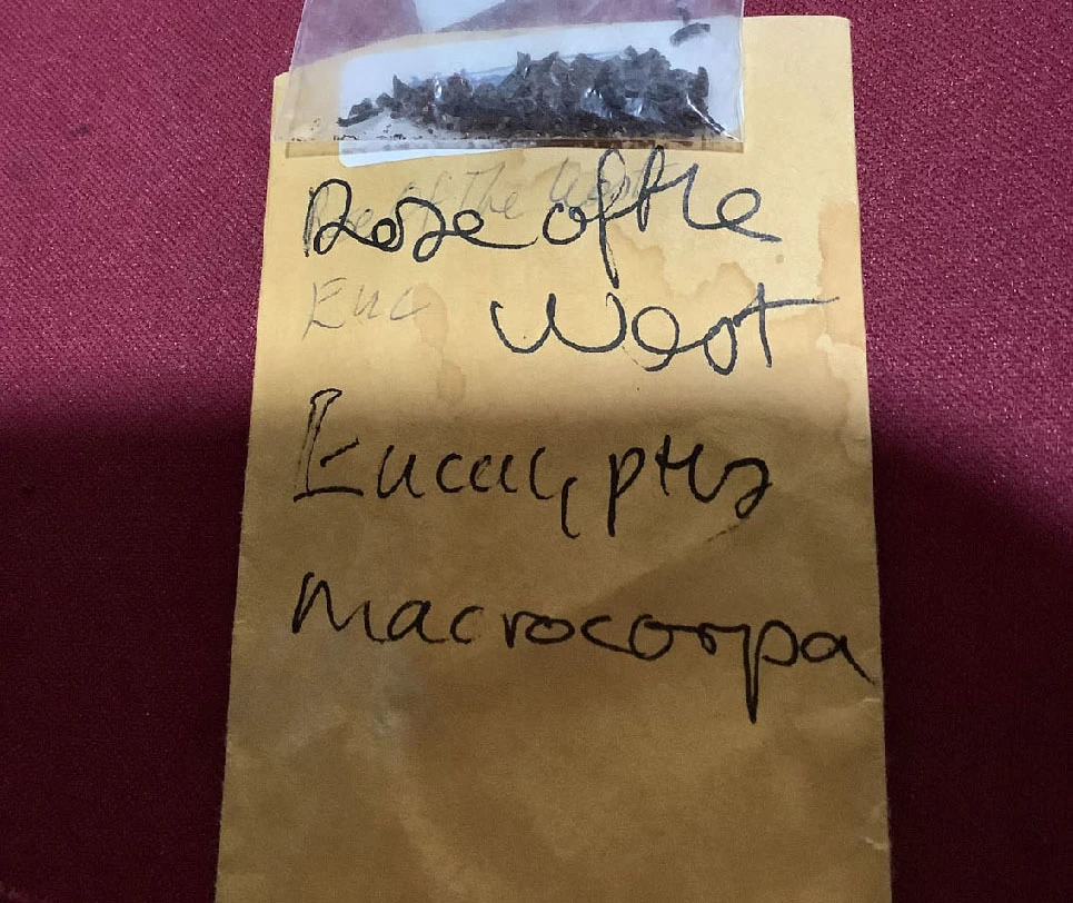 Eucalyptus Macrocarpa – Rose Of The West Seeds 6 Eucalyptus Macrocarpa – Rose Of The West Seeds - Image 4