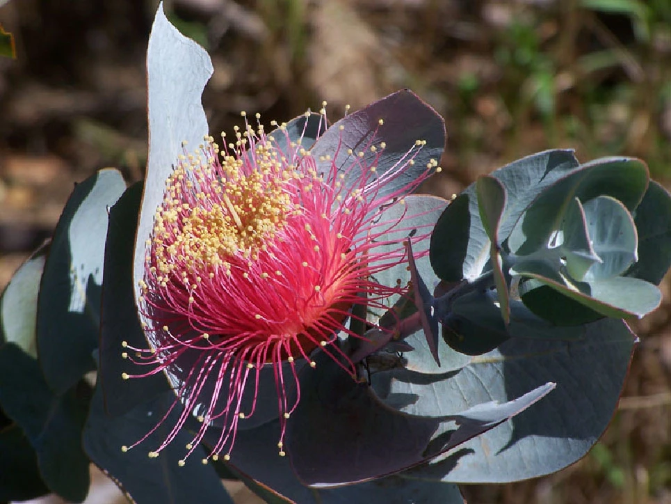 Eucalyptus Macrocarpa – Rose Of The West Seeds 5 Eucalyptus Macrocarpa – Rose Of The West Seeds - Image 3