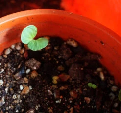 Eucalyptus Ptychocarpa Subsp. Aptycha – Swamp Bloodwood (Corymbia) (Hot Pink) Seeds -Plant Shop Eucalyptus ptychocarpa SEEDLING