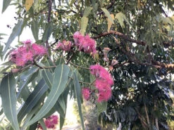 Eucalyptus Ptychocarpa Subsp. Aptycha – Swamp Bloodwood (Corymbia) (Hot Pink) Seeds -Plant Shop Eucalyptus ptychocarpa subsp. aptycha Swamp Bloodwood Corymbia