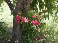 Eucalyptus Ptychocarpa Subsp. Aptycha – Swamp Bloodwood (Corymbia) (Hot Pink) Seeds -Plant Shop Eucalyptus ptychocarpa subsp. aptycha Swamp Bloodwood Corymbia seed x100 Australian Native HOT PINK RED Gin Gin Rd 11 scaled 1