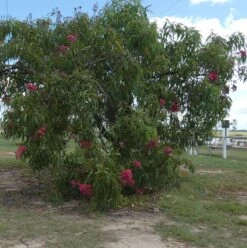 Eucalyptus Ptychocarpa Subsp. Aptycha – Swamp Bloodwood (Corymbia) (Hot Pink) Seeds -Plant Shop Eucalyptus ptychocarpa subsp. aptycha Swamp Bloodwood Corymbia seed x100 Australian Native HOT PINK RED Gin Gin Rd 15