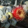 Australian Bush Rose (Eucalyptus Macrocarpa) Seeds -Plant Shop Eucalyptus macrocarpa buds