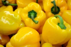 Yellow Capsicum ‘Amigo Gold’ – Capsicum Annuum Seeds -Plant Shop F11BD0B5 BA50 4D3F A873 075CC507492A