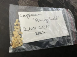 Yellow Capsicum ‘Amigo Gold’ – Capsicum Annuum Seeds -Plant Shop F38E8E44 4D18 47D7 AA1F A456F37385DF