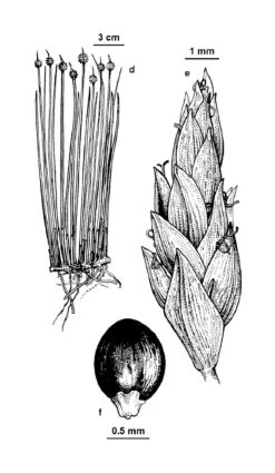 Ficinia Nodosa – Knobby Club-rush Seeds -Plant Shop FOV2 fig065d f