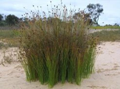 Ficinia Nodosa – Knobby Club-rush Seeds -Plant Shop Ficinia nodosa 1plant10 LJ Mason Lookout 15 5 11