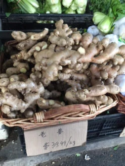 Ginger Seedling Plants -Plant Shop Ginger 4