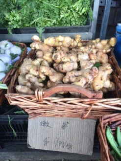 Ginger Seedling Plants -Plant Shop Ginger 7