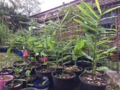 Ginger Seedling Plants -Plant Shop Ginger Tumeric 1 1