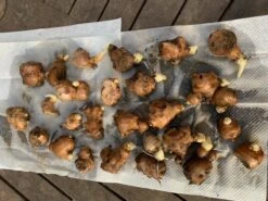 Ginger Seedling Plants -Plant Shop Ginger pack 2